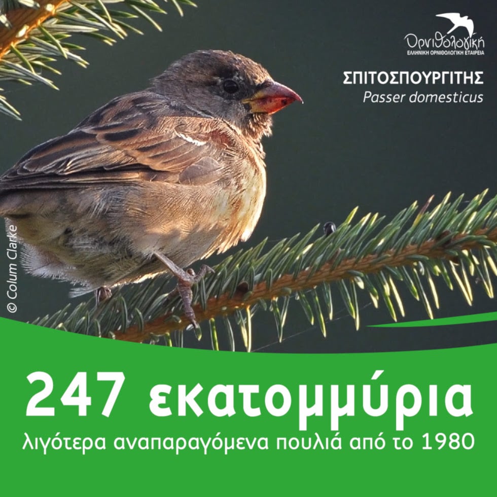 Ένα στα έξι πουλιά στην Ευρώπη έχει χαθεί από το 1980