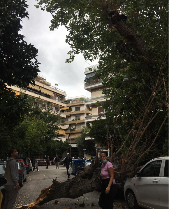 Πτώση δέντρου μέρα μεσημέρι στο Παγκράτι