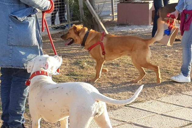 Εγκαινιάστηκε το Πάρκο Σκύλων στον Καράβολα