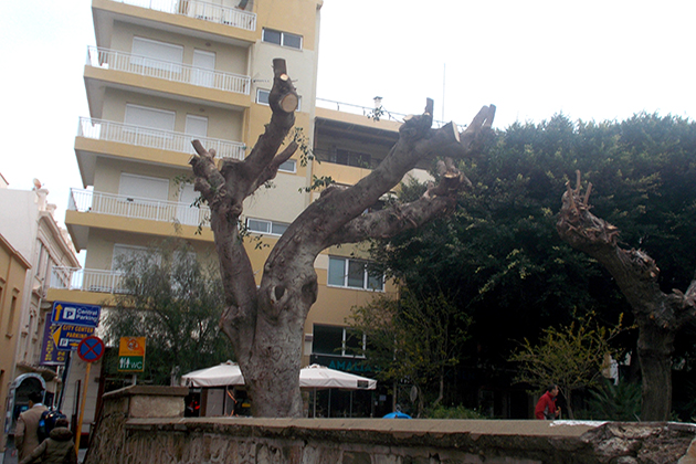 Καταγγελία: Σφαγιαστικό «κλάδεμα» δέντρων στο Ηράκλειο