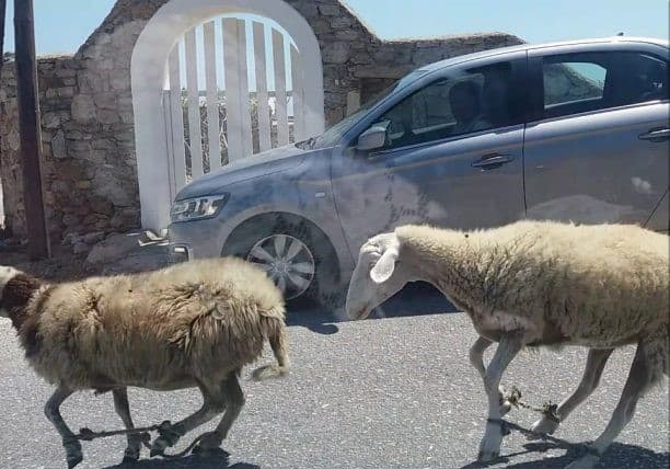 Δέσμευση ΕΛ.ΑΣ. για ελέγχους ενάντια στο παστούρωμα ζώων