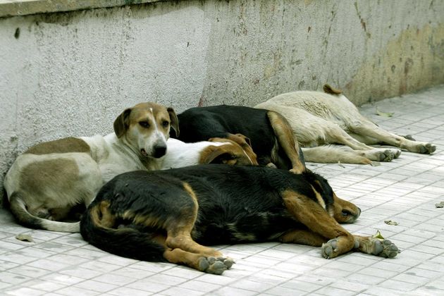 Εκανε τον Βόλο Παλέρμο