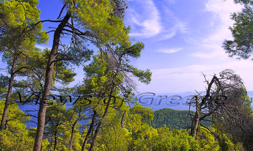 Σκόπελος, παραδοσιακή, κατάφυτη, εκτυφλωτική
