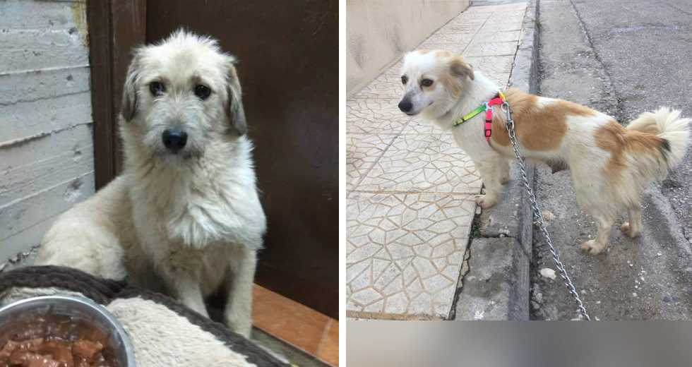 2 σε 1: και pet και φύλακας