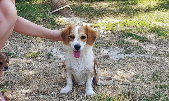 Βασάνιζε τον σκύλο για να μη γαβγίζει…