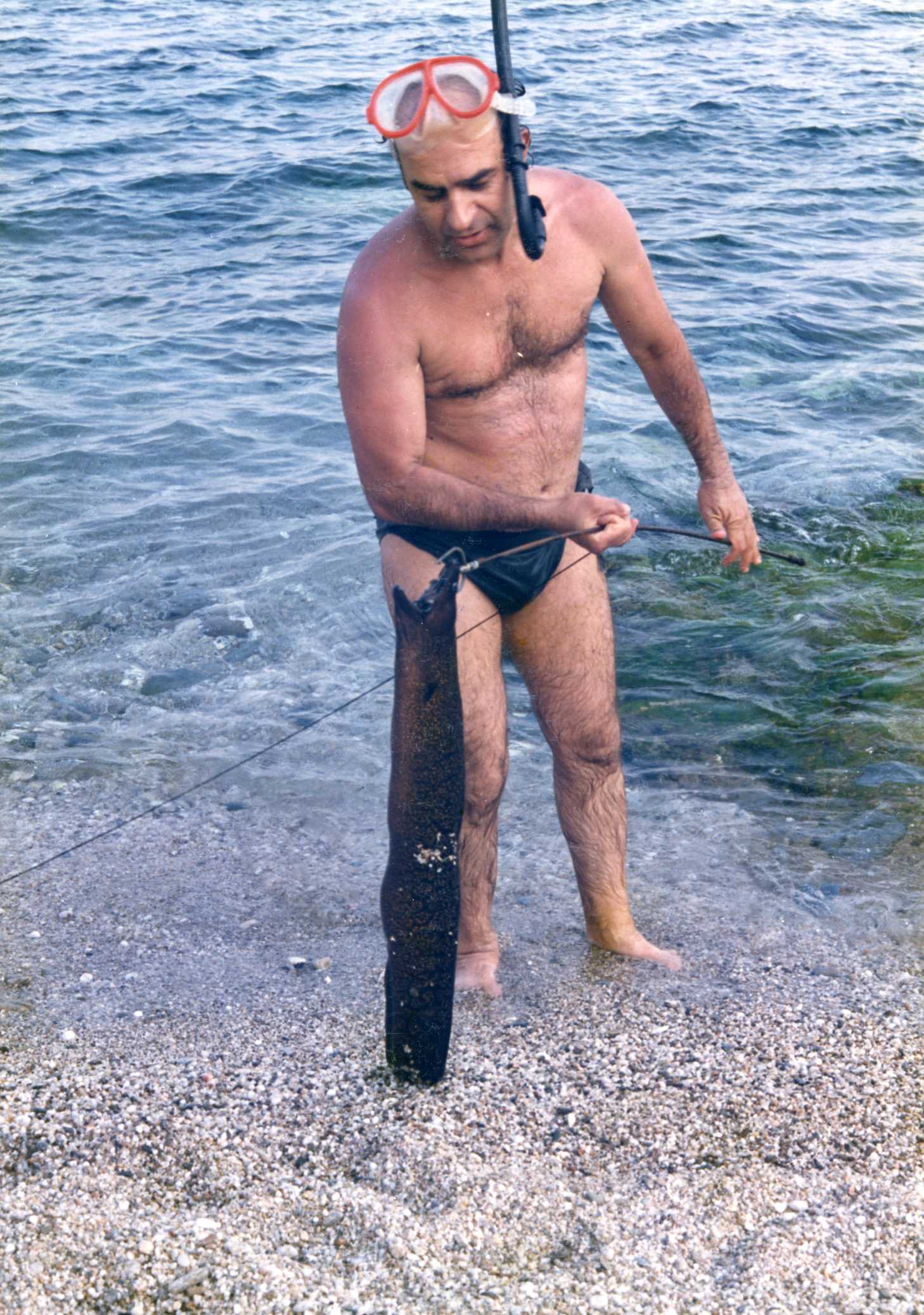 Φίδι και σμέρνα