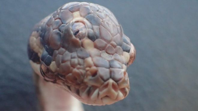 Πέθανε το φίδι με τα τρία μάτια που βρέθηκε στην Αυστραλία