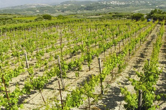 Ολόκληρη η Κρήτη στο ποτήρι σας