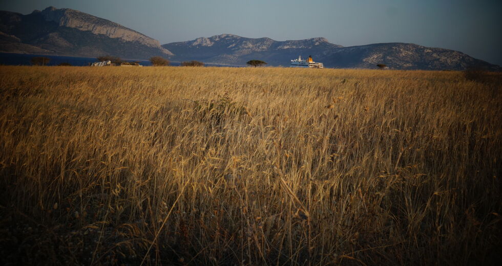 Τα παγώνια της θάλασσας
