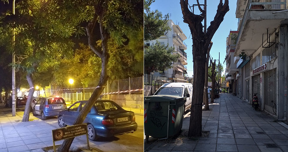 Οι δεντροκτόνοι με τα πριόνια