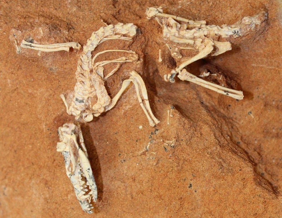 Η πρώτη μεγάλη εξαφάνιση των θηλαστικών