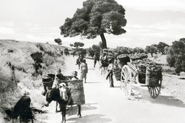 Μνήμες τρύγου στα Μεσόγεια