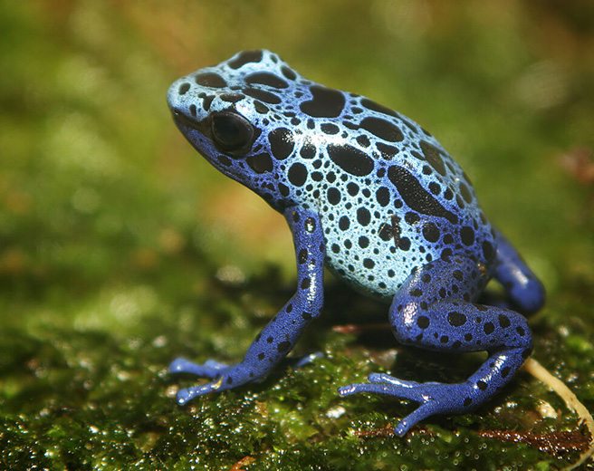 vatraxos