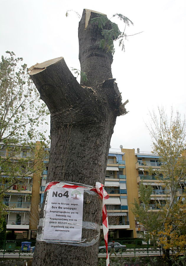 Βόλος: ο δήμος… πλήγωσε τα δέντρα