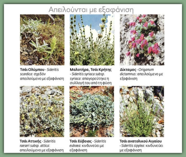 Διατροφή και υγεία με ελληνικά βότανα