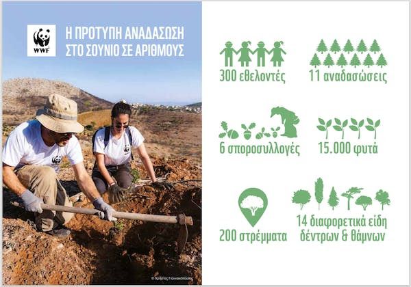 WWF και εθελοντές έδωσαν ζωή στο δάσος του Σουνίου με 15.000 νέα φυτά
