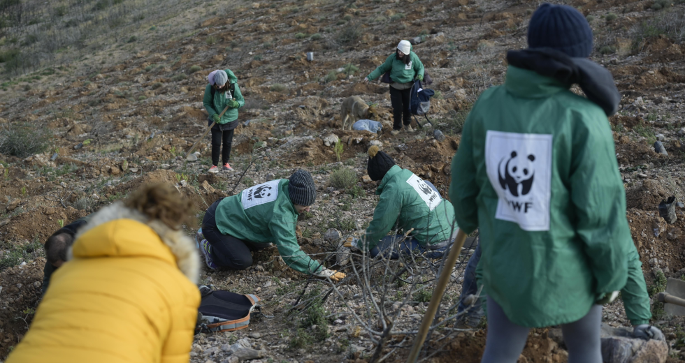 WWF και εθελοντές έδωσαν ζωή στο δάσος του Σουνίου με 15.000 νέα φυτά