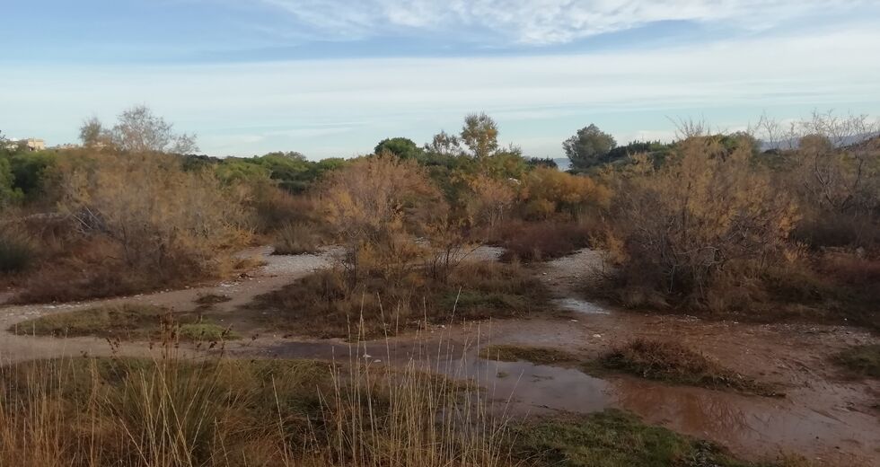 Κρανίου τόπο άφησαν τις Μαρίκες στη Ραφήνα